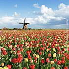 Unknown Zijpe Willmill tulip painting
